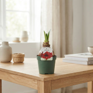 Red Amaryllis (Hippeastrum) – 14cm Pot