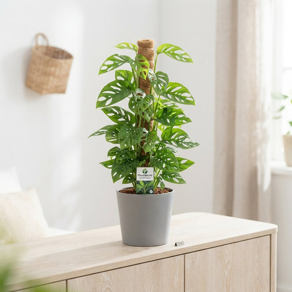 Monstera Monkey Leaf (Monstera adansonii) – 16cm Pot