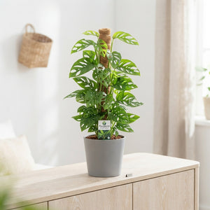 Monstera Monkey Leaf (Monstera adansonii) – 16cm Pot