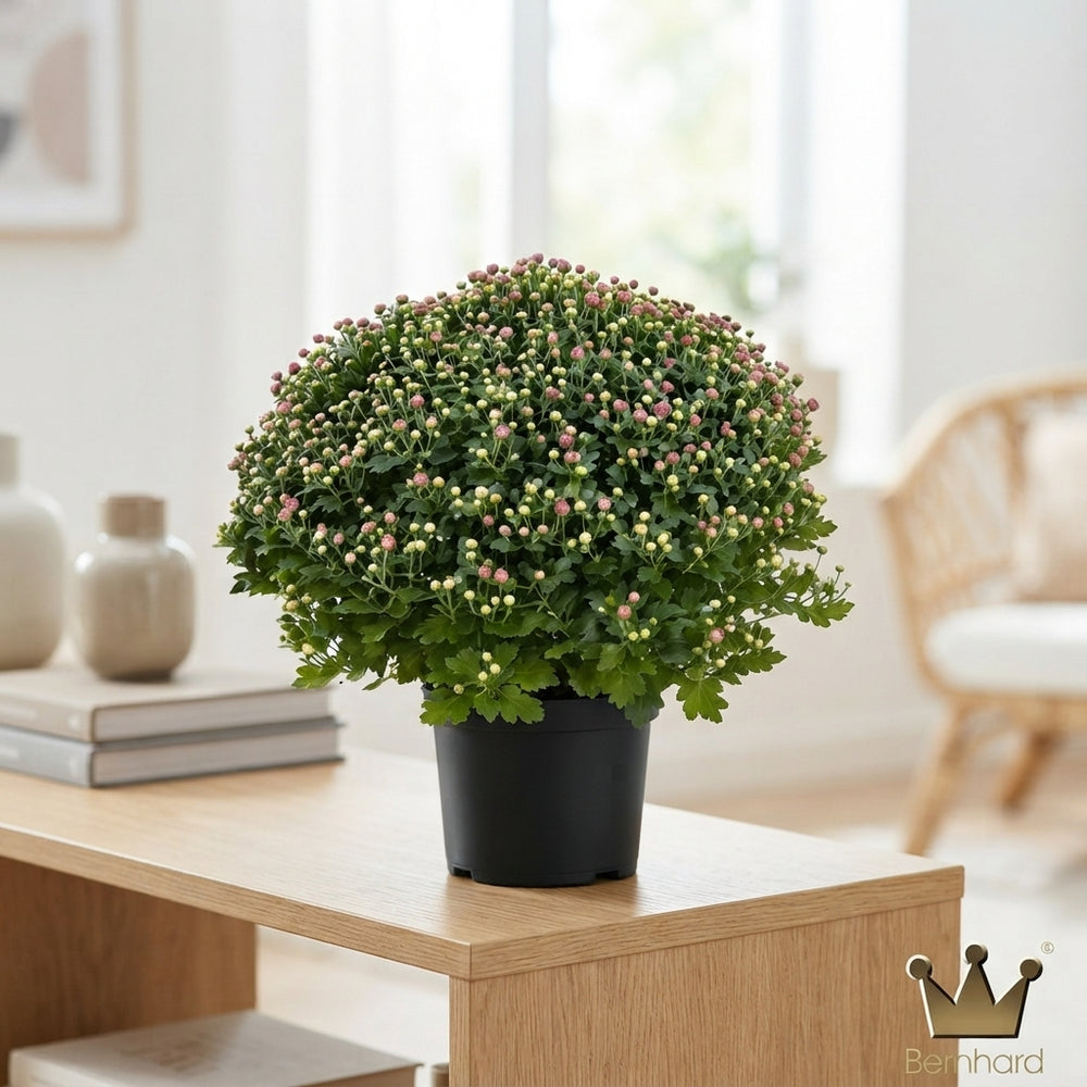 Mixed Chrysanthemum Houseplant – 19cm Pot, 45cm Tall