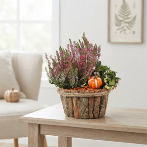 Oval Wooden Plant Arrangement – 17cm Pot