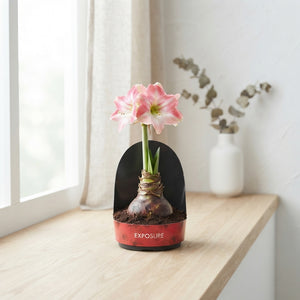 Pink and White Hippeastrum – 12cm Pot