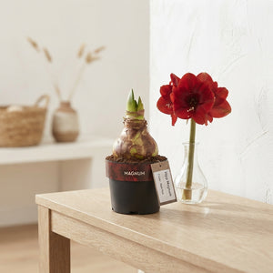 Pink and White Hippeastrum – 12cm Pot