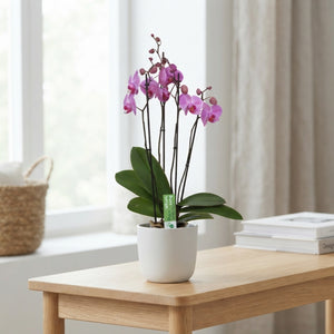 Pittsburgh Phalaenopsis Orchid – 12cm Pot, 55cm High