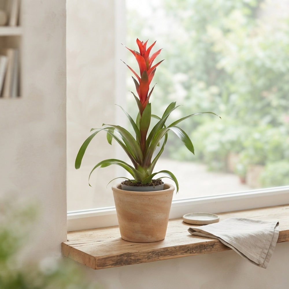 Red Guzmania ‘Ostara’ – 13cm Pot, 60cm Height