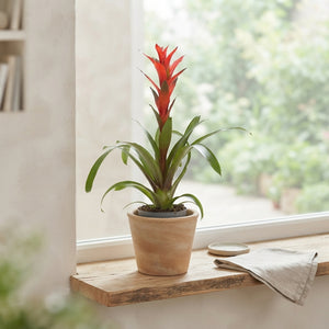 Red Guzmania ‘Ostara’ – 13cm Pot, 60cm Height