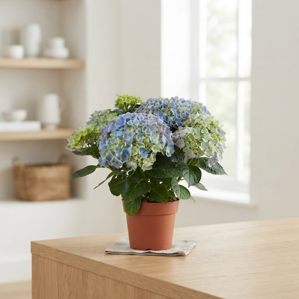 Mixed Hydrangea Macrophylla – 14cm Pot, 40cm High