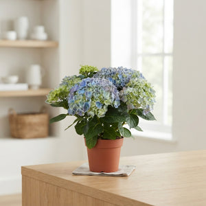 Mixed Hydrangea Macrophylla – 14cm Pot, 40cm High