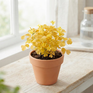 Mixed Oxalis Plant – 6cm Pot