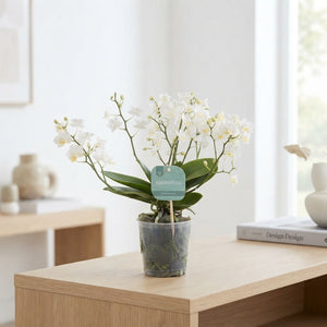 White Phalaenopsis Orchid – 12cm Pot, 35cm High