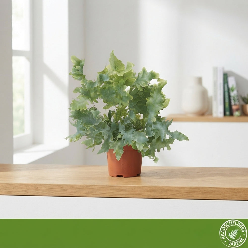 Blue Star Fern (Phlebodium) – 9cm Pot