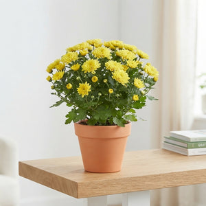 Yellow Chrysanthemum ‘Ditto Lemon’ – 12cm Pot