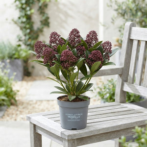 Skimmia japonica 'Rubella' – 10.5cm Pot