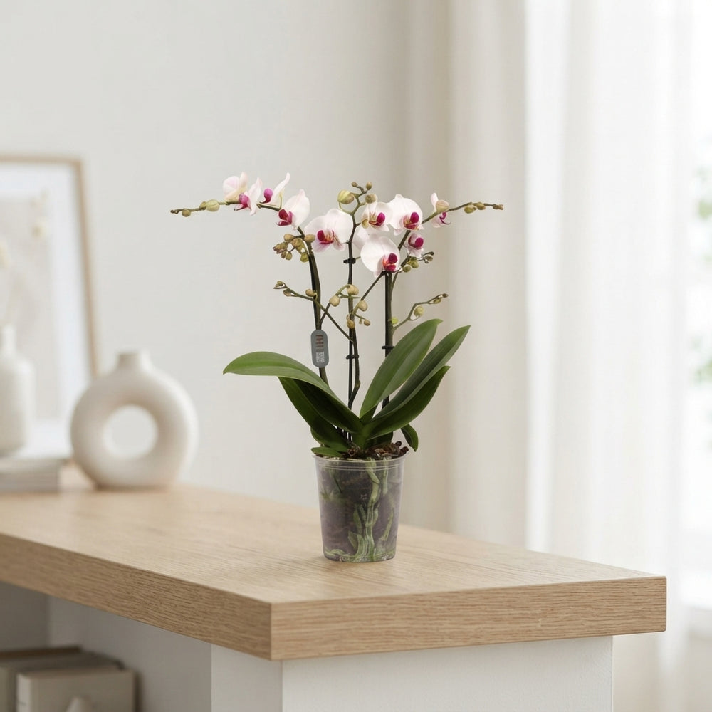 White Phalaenopsis Orchid – 3 Stem, 12cm Pot