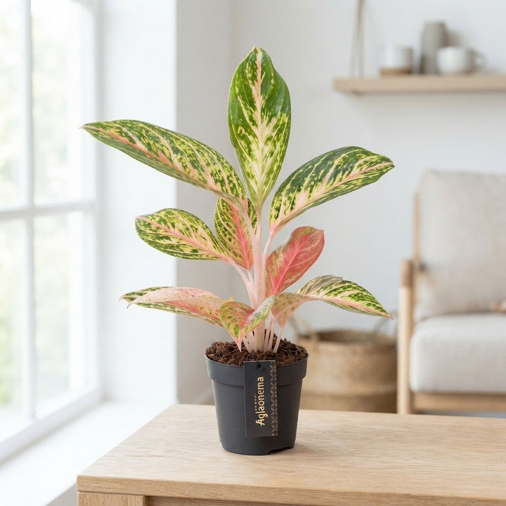 Aglaonema ‘Coco Melon’ – 12cm Pot