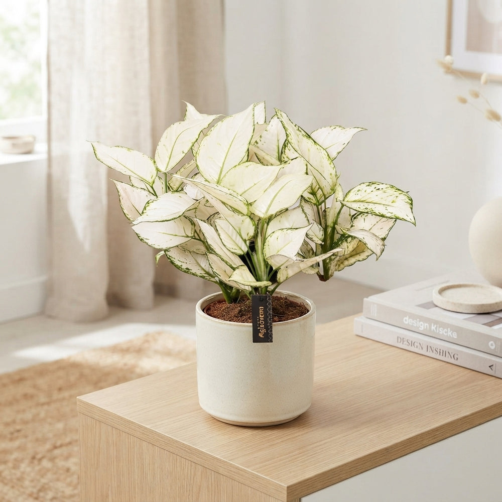Aglaonema White Joy – 12cm Pot, 35cm Height