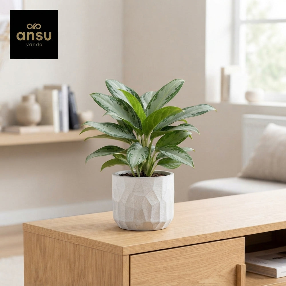 Aglaonema Silver Blue – 12cm Pot