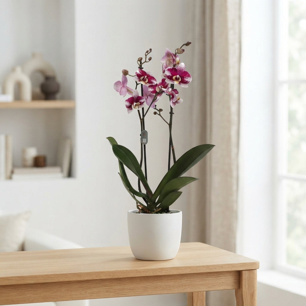 Phalaenopsis Orchid ‘Barcelona’ – 2 Stem, 12cm Pot