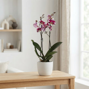 Phalaenopsis Orchid ‘Barcelona’ – 2 Stem, 12cm Pot