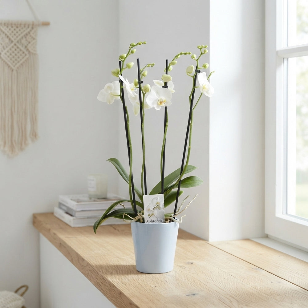 White Phalaenopsis Orchid – 4 Stem, 12cm Ceramic Pot