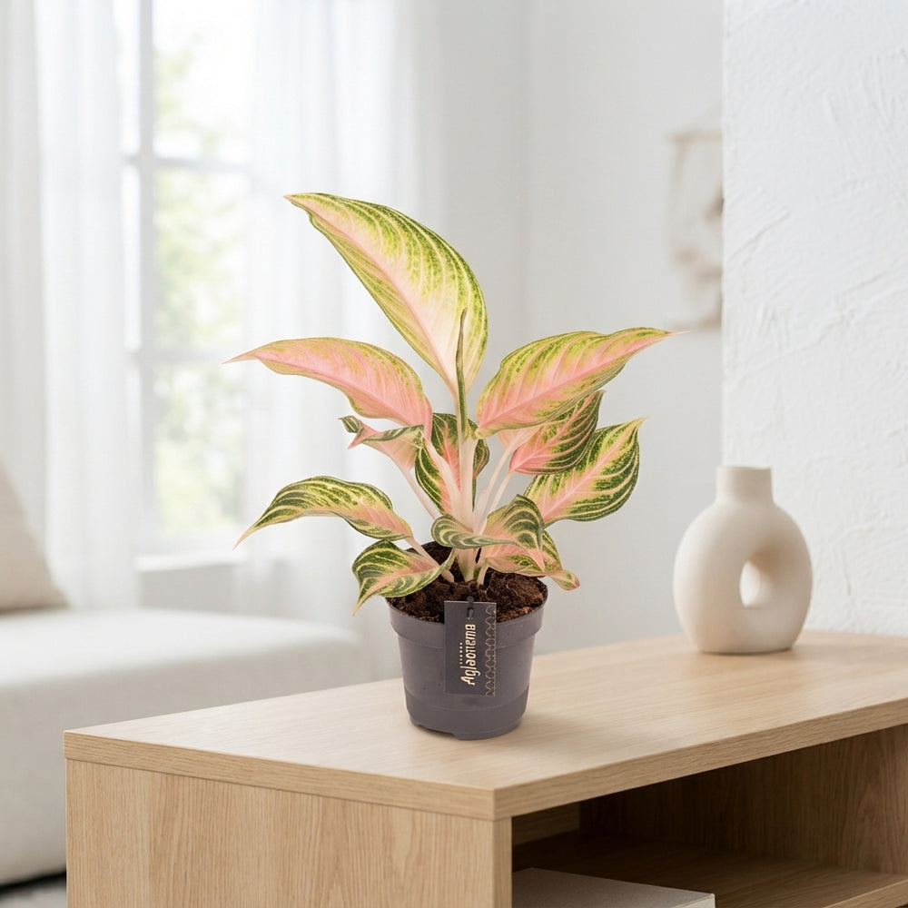 Aglaonema ‘Eyecatcher’ – 12cm Pot, 40cm Tall