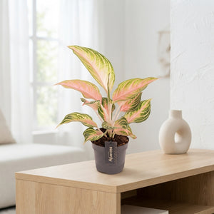 Aglaonema ‘Eyecatcher’ – 12cm Pot, 40cm Tall