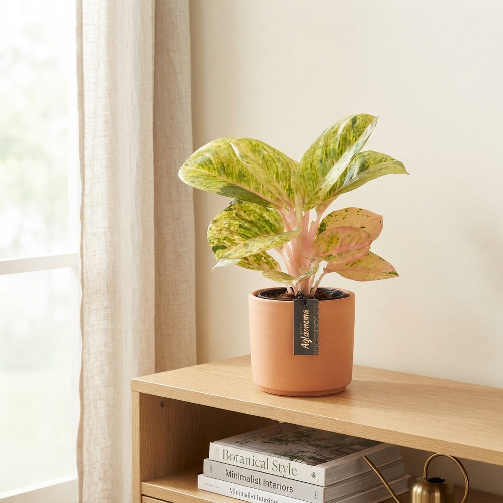 Aglaonema ‘Apple Fantasy’ – 12cm Pot, 35cm High