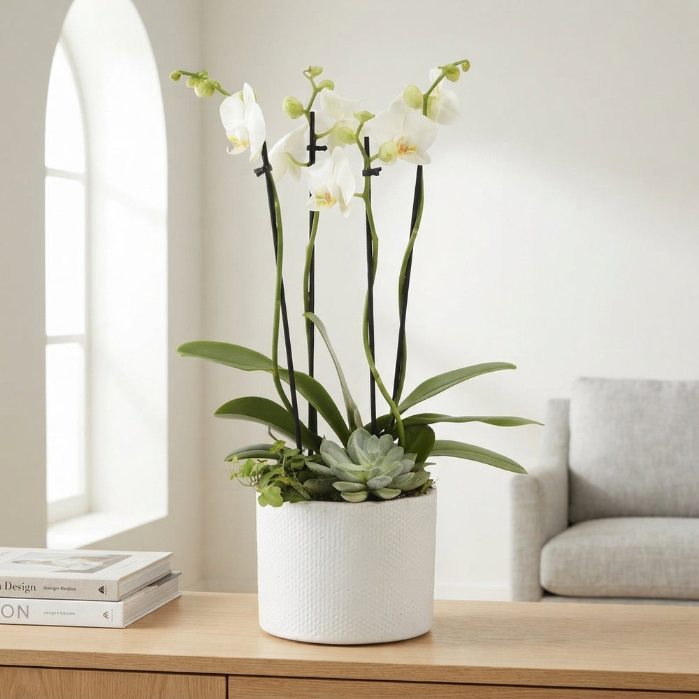 White Phalaenopsis Orchid – 17cm Gaia Pot
