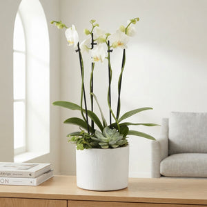 White Phalaenopsis Orchid – 17cm Gaia Pot