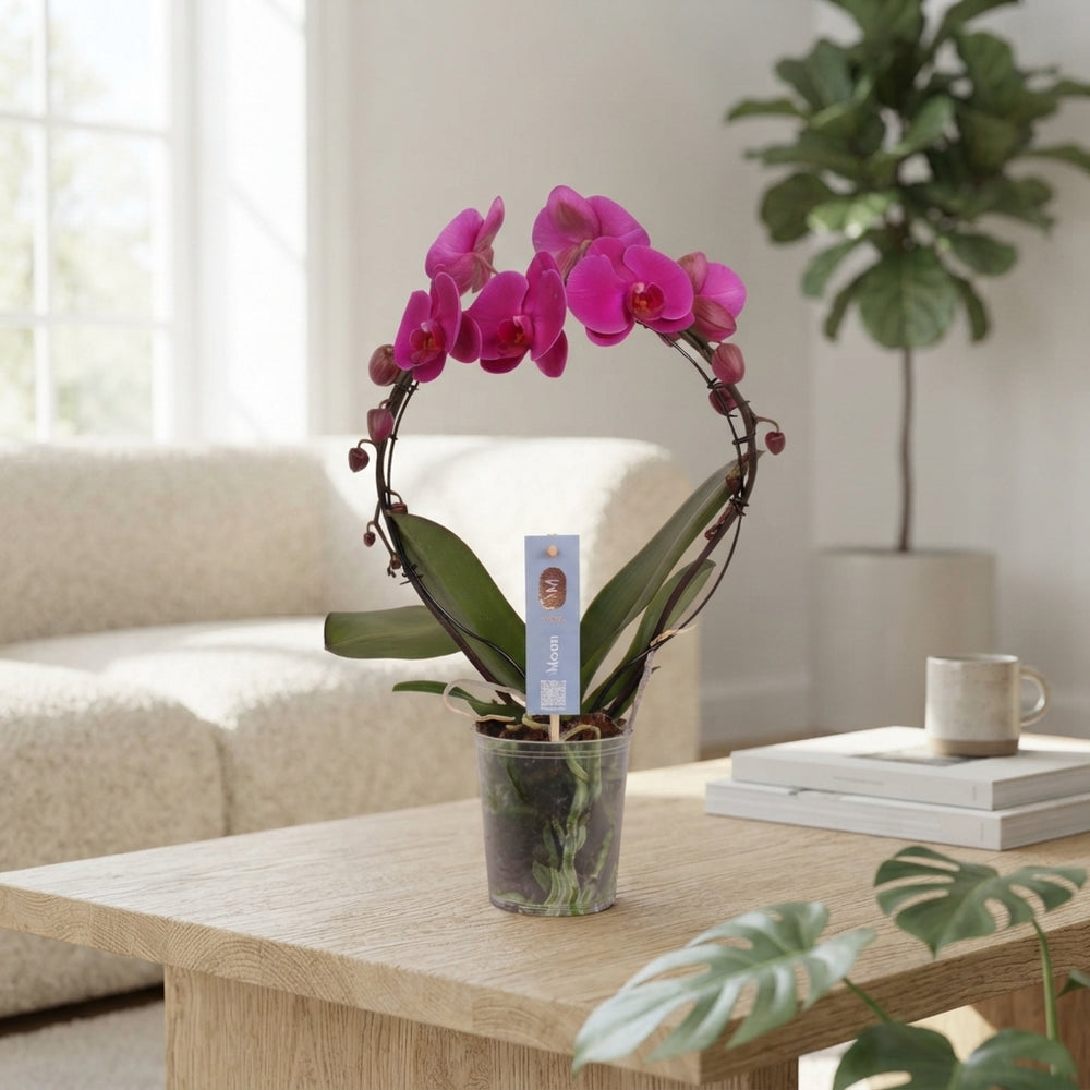 Purple Phalaenopsis Orchid – 2 Stems, 12cm Pot