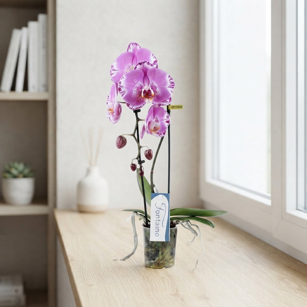 White Phalaenopsis Orchid ‘Fontano Crown’ – 9cm Pot