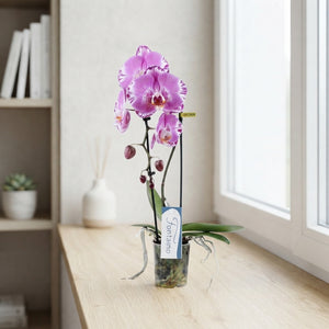 White Phalaenopsis Orchid ‘Fontano Crown’ – 9cm Pot