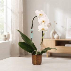 White Phalaenopsis Orchid – 12cm Pot, 60cm High