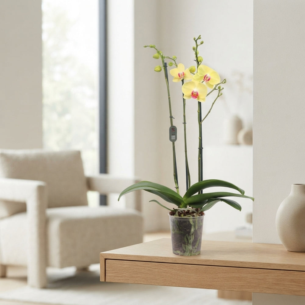 Phalaenopsis Orchid ‘Miraflore’ – 12cm Pot
