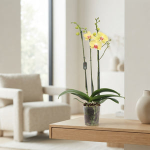 Phalaenopsis Orchid ‘Miraflore’ – 12cm Pot