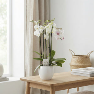 White Phalaenopsis Orchid – 4 Stem, 12cm Pot
