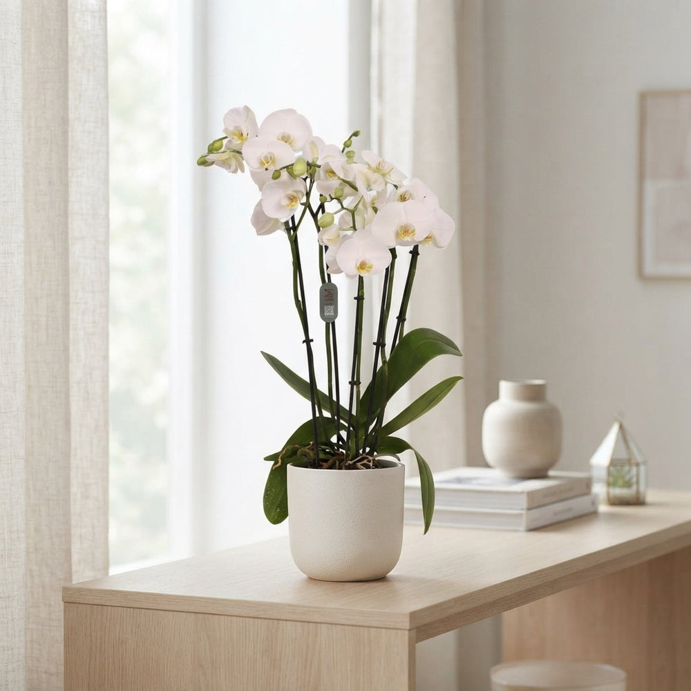 White Phalaenopsis Orchid – 12cm Pot, 70cm High