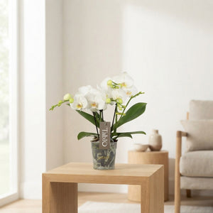 White Phalaenopsis Orchid ‘Tablo Champagne’ – 12cm Pot