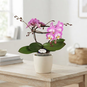 Pink Phalaenopsis Orchid – 12cm Pot, 50cm High