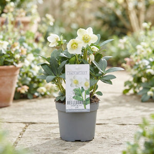 Helleborus ‘Mont Blanc’ – 13cm Pot