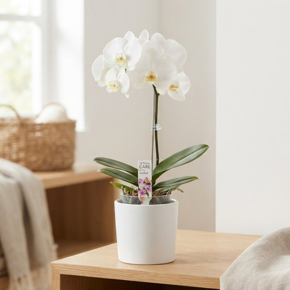 White Phalaenopsis Orchid – 9cm Pot