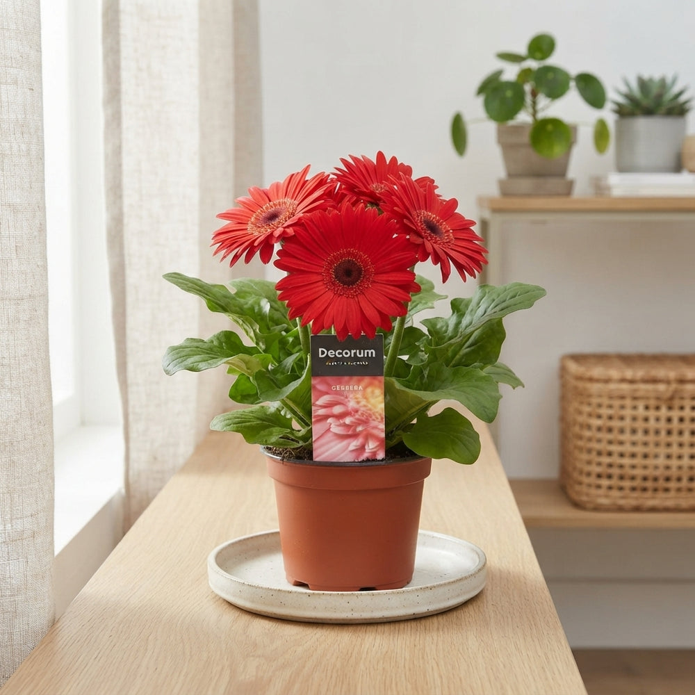 Red Gerbera Houseplant – 12cm Pot