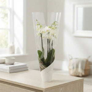 White Phalaenopsis Orchid – 4 Stem, 12cm Pot