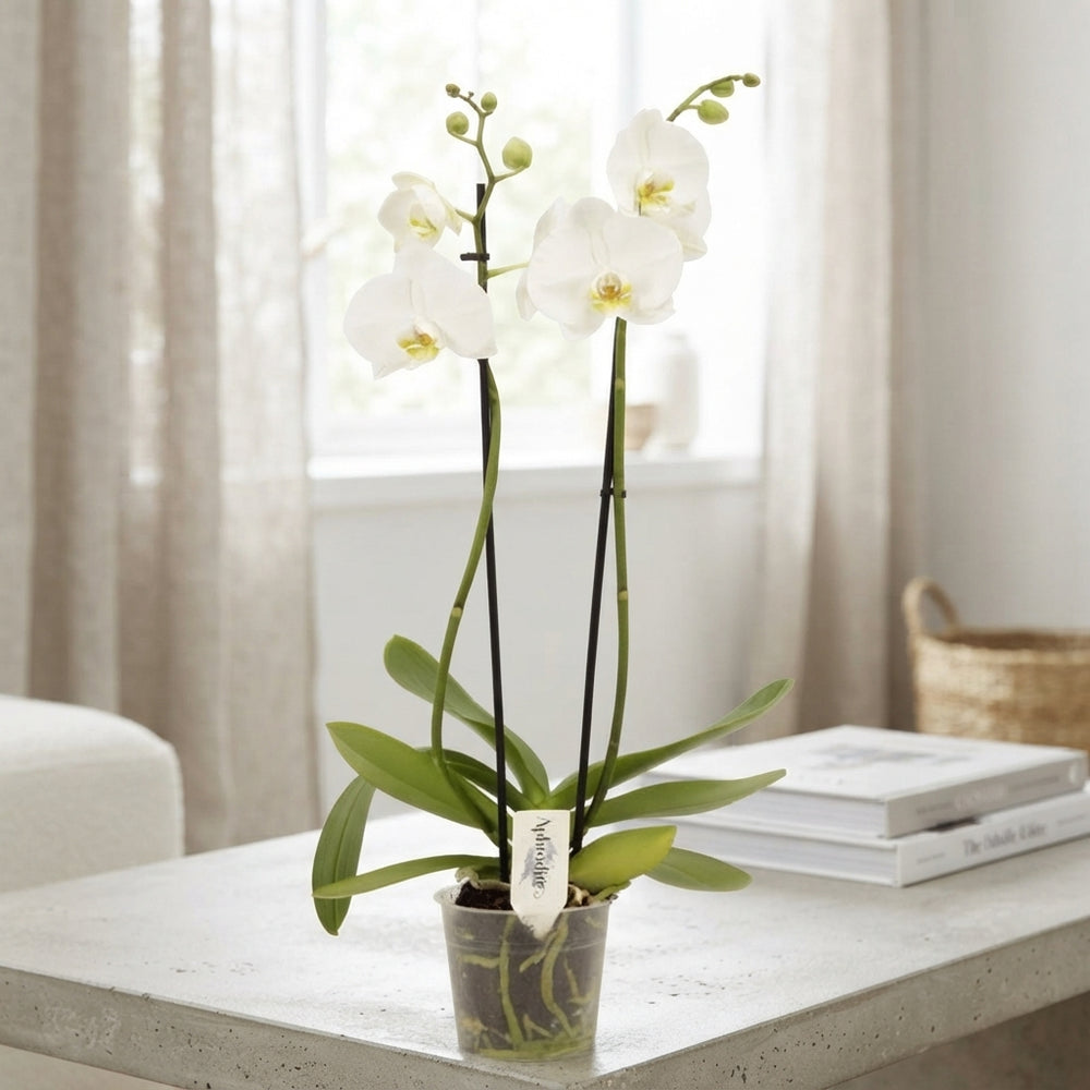 White Phalaenopsis Orchid – 2 Stem, 12cm Pot