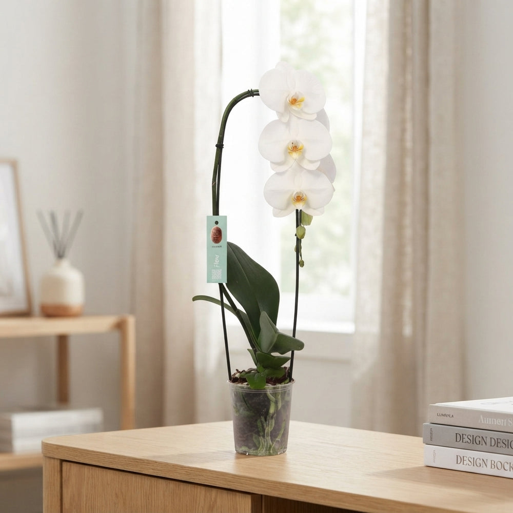 White Phalaenopsis Orchid – 12cm Pot, 60cm High