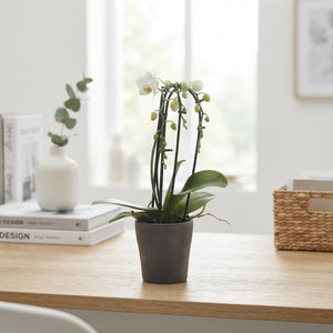 White Phalaenopsis Orchid – 2 Stem, 12cm Ceramic Pot