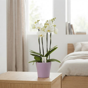 Mixed Phalaenopsis Orchid – 3 Stem, 12cm Ceramic Pot