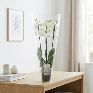 White Phalaenopsis Orchid – 3 Stem, 12cm Pot