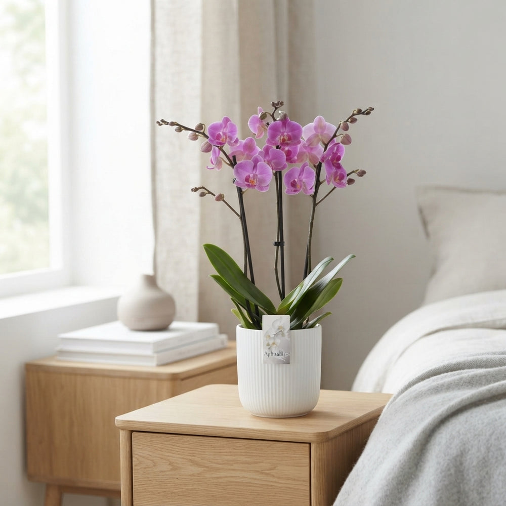 Mixed Phalaenopsis Orchid – 3 Stem, 12cm Pot