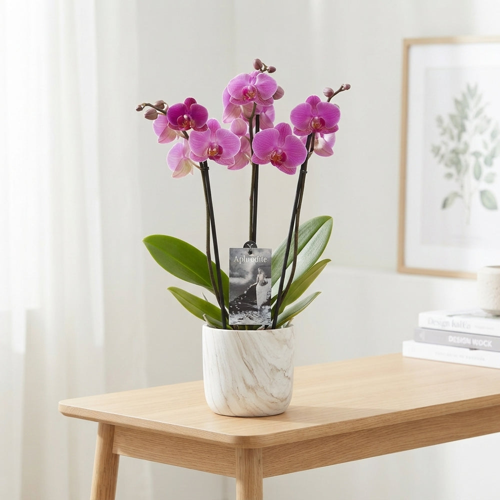 Mixed Phalaenopsis Orchid – 3 Stem, 12cm Pot